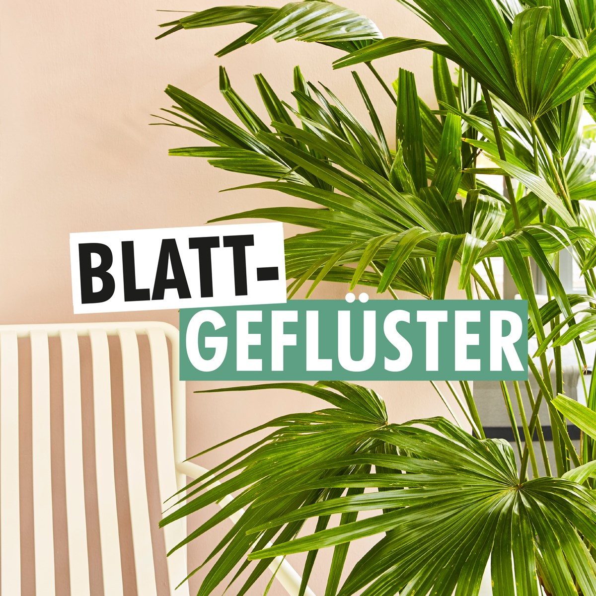 Blattgeflüster: ZUCKER. relies on podcast PR with the Flower Council Holland